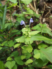 Scutellaria brachyspica
