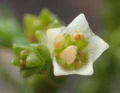 Diosma apetala