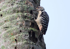 Dendrocopos analis