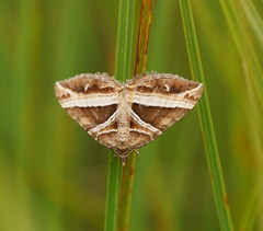 Chrysolarentia conifasciata