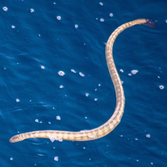 Hydrophis lapemoides
