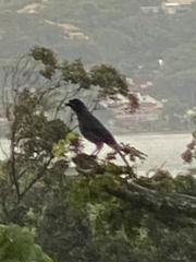 Cyanocorax caeruleus