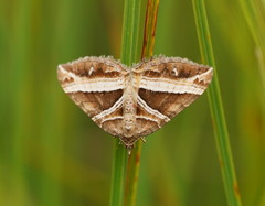 Chrysolarentia conifasciata