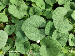 Trichosanthes scabra