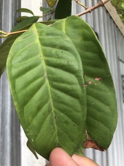 Syzygium polyanthum
