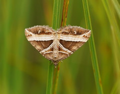 Chrysolarentia conifasciata