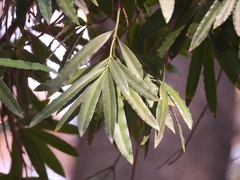 Podocarpus nakaii