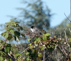 Curruca melanocephala