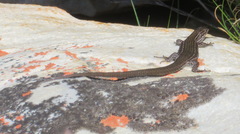 Tropidosaura gularis