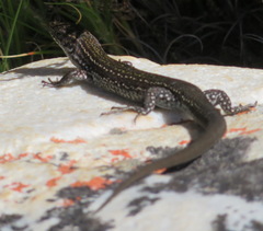 Tropidosaura gularis