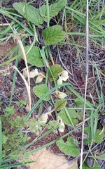 Hermannia geniculata