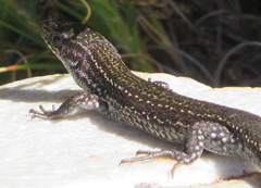 Tropidosaura gularis