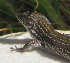 Tropidosaura gularis