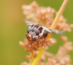 Pelecorhynchus nigripennis