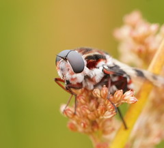 Pelecorhynchus nigripennis