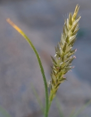 Enneapogon desvauxii