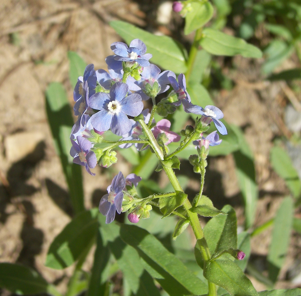 Sierran stickseed