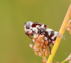 Pelecorhynchus nigripennis