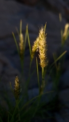 Enneapogon desvauxii