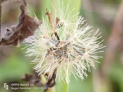Praxelis clematidea