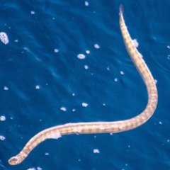 Hydrophis lapemoides