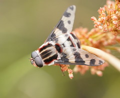 Pelecorhynchus nigripennis