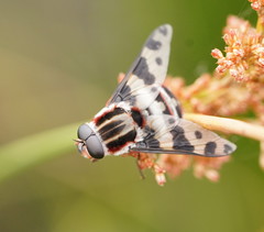 Pelecorhynchus nigripennis