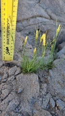 Enneapogon desvauxii