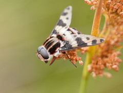 Pelecorhynchus nigripennis