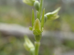 Prasophyllum pallidum