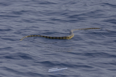 Hydrophis spiralis