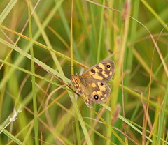 Heteronympha cordace