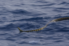 Hydrophis spiralis