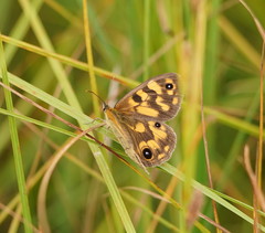 Heteronympha cordace