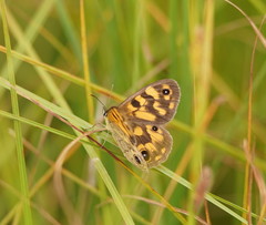 Heteronympha cordace