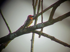 Lybius vieilloti