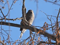 Accipiter nisus