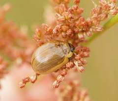 Paropsisterna nucea