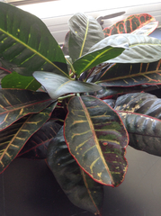 Codiaeum variegatum pictum