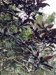 Clerodendrum quadriloculare