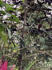 Clerodendrum quadriloculare