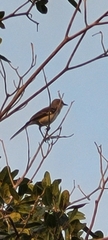 Mimus polyglottos image