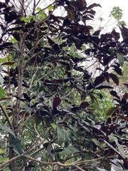Clerodendrum quadriloculare