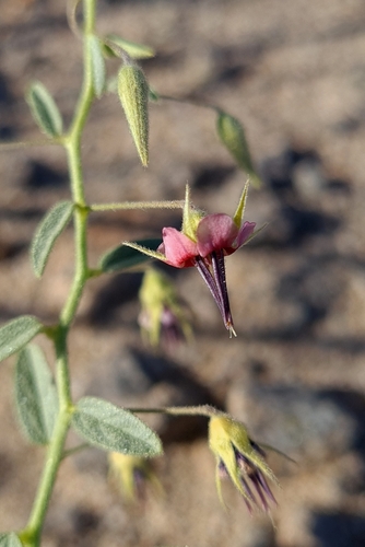Hermannia solaniflora image