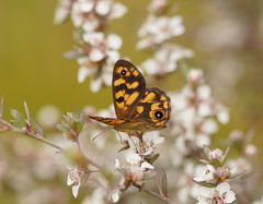 Heteronympha cordace