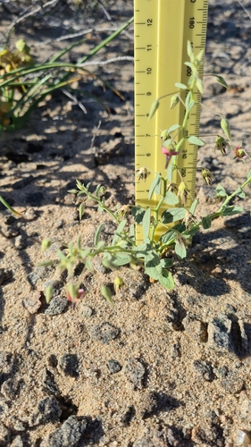Image of Hermannia solaniflora by (c) Petra Holland, some rights reserved (CC BY)
