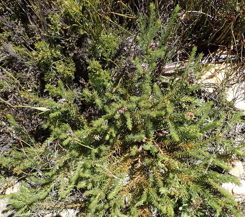 Image of Spatalla confusa by (c) Nicola van Berkel, some rights reserved (CC BY-SA)