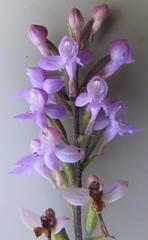 Cynorkis kassneriana