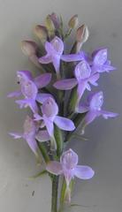 Cynorkis kassneriana