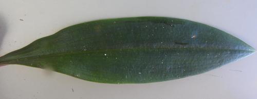 Cynorkis kassneriana